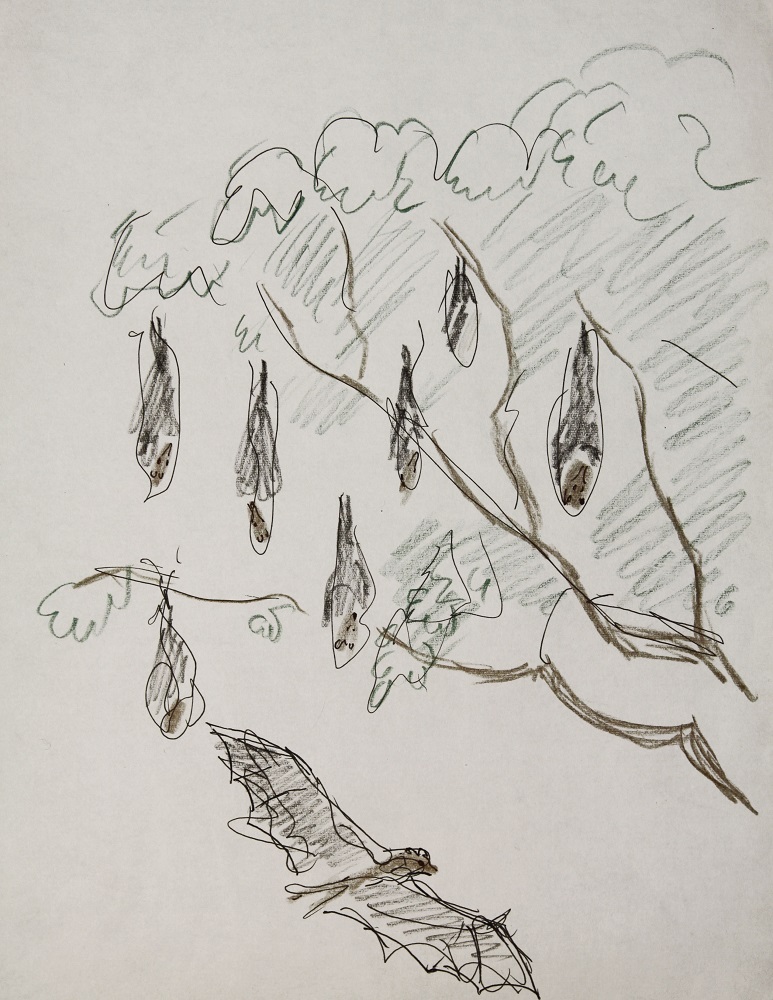 ''Летучие лисицы'', 1998. Бумага, карандаш