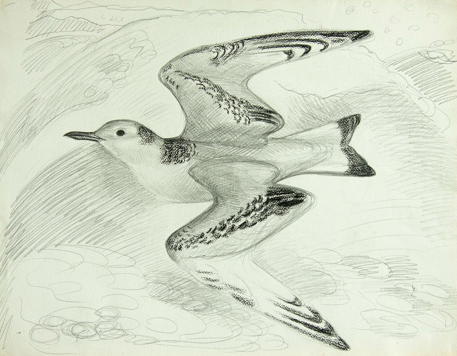 ''Молодая чайка'', 1978. Бумага, карандаш