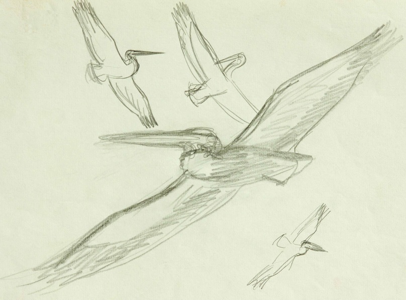 ''Пеликаны'', 1976. Бумага, карандаш