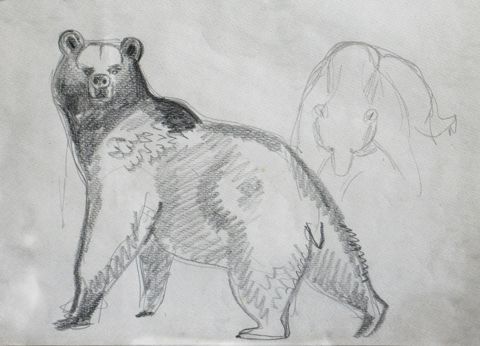 ''Главный медведь окрестностей'', 1977. Бумага, карандаш