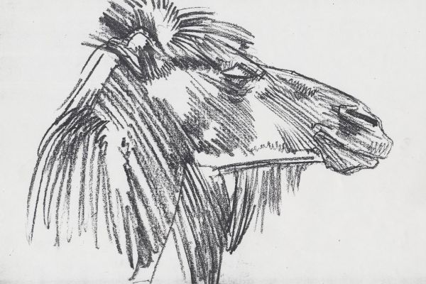 Олег Яновский. Московский зоопарк, 2001-2004. Бумага, карандаш. Фото из архива О. Яновского