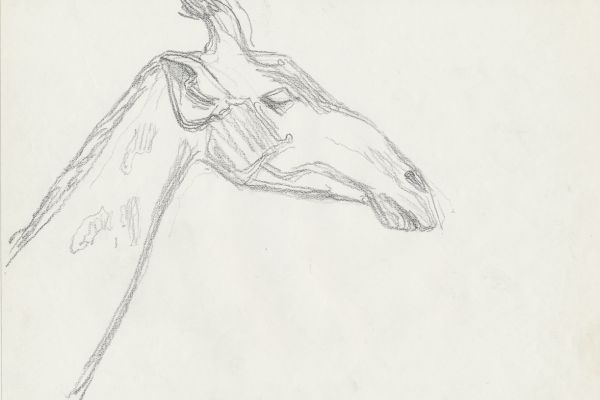 Олег Яновский. Московский зоопарк, 2001-2004. Бумага, карандаш. Фото из архива О. Яновского