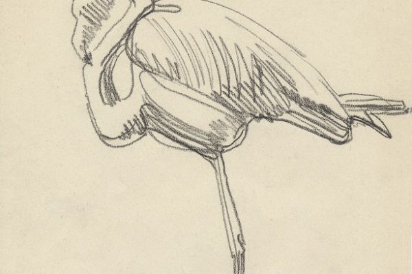 Олег Яновский. Московский зоопарк, 2001-2004. Бумага, карандаш. Фото из архива О. Яновского