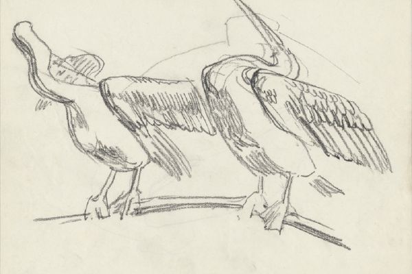 Олег Яновский. Московский зоопарк, 2001-2004. Бумага, карандаш. Фото из архива О. Яновского