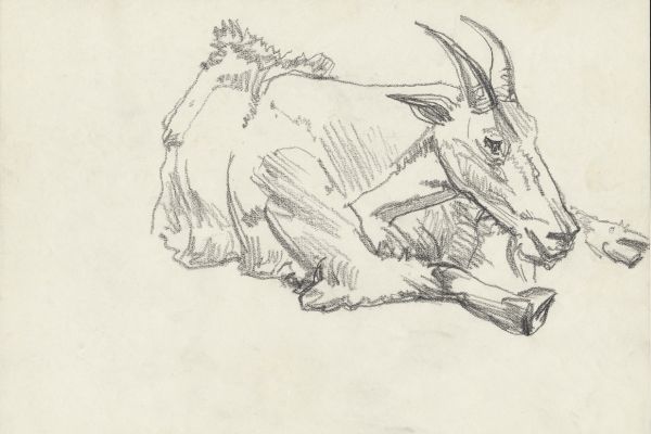 Олег Яновский. Московский зоопарк, 2001-2004. Бумага, карандаш. Фото из архива О. Яновского