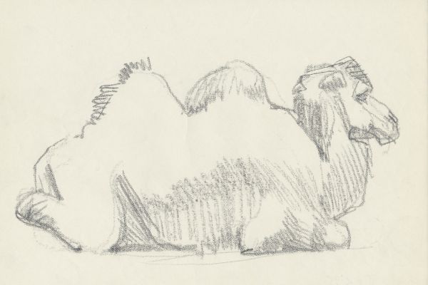 Олег Яновский. Московский зоопарк, 2001-2004. Бумага, карандаш. Фото из архива О. Яновского