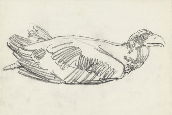 Олег Яновский. Московский зоопарк, 2001-2004. Бумага, карандаш. Фото из архива О. Яновского