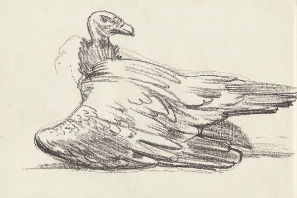 Олег Яновский. Московский зоопарк, 2001-2004. Бумага, карандаш. Фото из архива О. Яновского