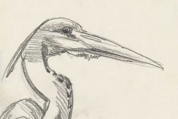 Олег Яновский. Московский зоопарк, 2001-2004. Бумага, карандаш. Фото из архива О. Яновского