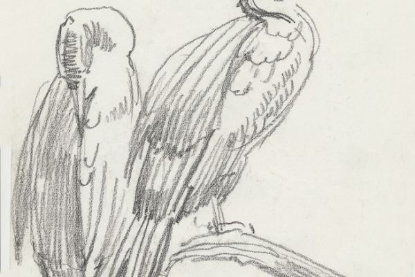 Олег Яновский. Московский зоопарк, 2001-2004. Бумага, карандаш. Фото из архива О. Яновского