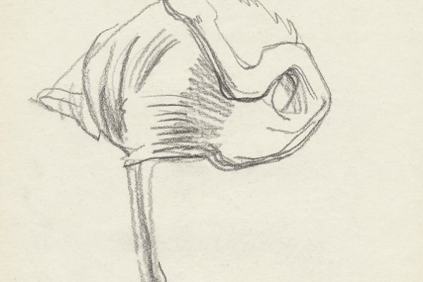 Олег Яновский. Московский зоопарк, 2001-2004. Бумага, карандаш. Фото из архива О. Яновского