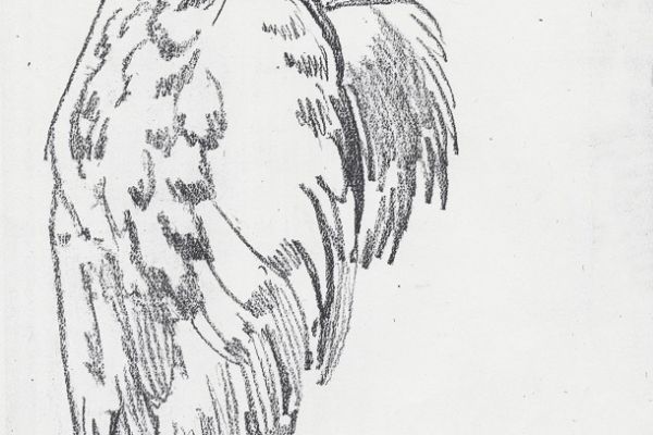 Олег Яновский. Московский зоопарк, 2001-2004. Бумага, карандаш. Фото из архива О. Яновского