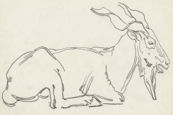 Олег Яновский. Московский зоопарк, 2001-2004. Бумага, карандаш. Фото из архива О. Яновского