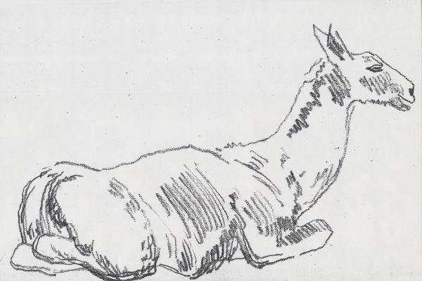 Олег Яновский. Московский зоопарк, 2001-2004. Бумага, карандаш. Фото из архива О. Яновского