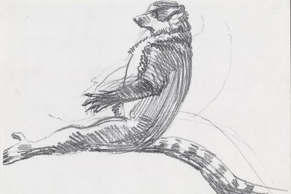 Олег Яновский. Московский зоопарк, 2001-2004. Бумага, карандаш. Фото из архива О. Яновского