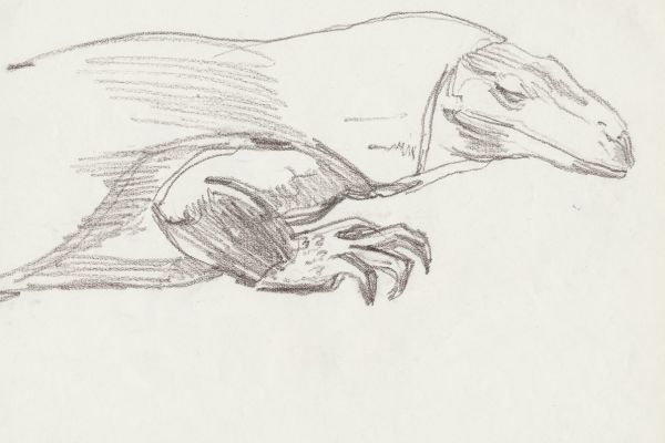 Олег Яновский. Московский зоопарк, 2001-2004. Бумага, карандаш. Фото из архива О. Яновского