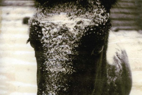 Владимир Потлов. Жеребенок,1985. Фото из архива Владимира Потлова 