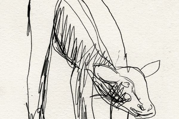 Владимир Потлов. Теленок родился, 1985. Бумага, тушь, перо, 12х8 см. Фото из архива Владимира Потлова