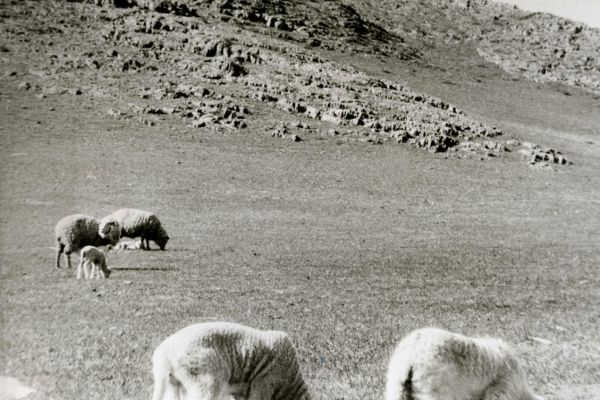 Владимир Потлов. Ягнята в Ябогане, 1986. Фото из архива Владимира Потлова