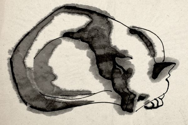 Владимир Потлов. Спящая кошка, 1974. Бумага, тушь. 20х30 см. Фото из архива Владимира Потлова