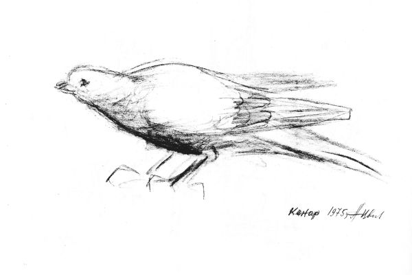 Алексей Цветков. Кенар, 1975. Бумага, карандаш