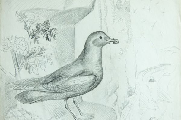 Александр Белашов. Глупыш, 1978. Бумага, карандаш. Чукотка. Фото из архива А..А. Белашова