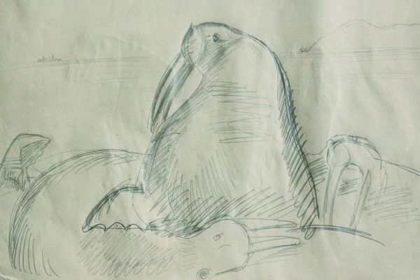 Александр Белашов. Морж-часовой,1978. Бумага, карандаш. Чукотка. Фото из архива А.А. Белашова