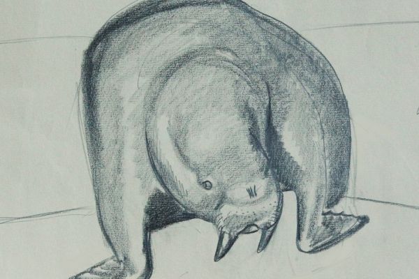 Александр Белашов. Морж вылезает из воды, 1978. Бумага, карандаш. Чукотка. Фото из архива А.А. Белашова