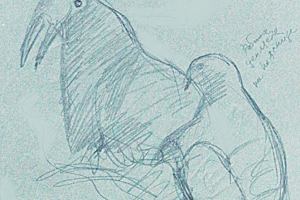 Александр Белашов. Морженок цепляется за поясницу, 1978. Бумага, карандаш. Чукотка. Фото из архива А.А. Белашова