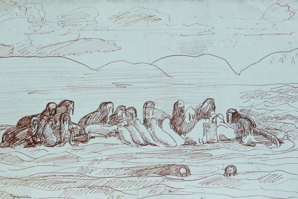 Александр Белашов. Моржи на косе Руддера, 1978. Бумага, карандаш. Чукотка. Фото из архива А.А. Белашова