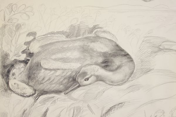 Александр Белашов. Журавленок в чукотской тундре,1978. Бумага, карандаш. Фото из архива А..А. Белашова