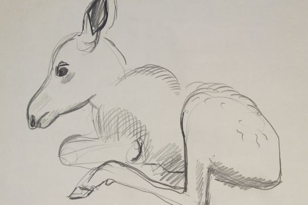 Александр Белашов. Лосенок, 1997. Бумага, карандаш. Фото из архива А.А. Белашова