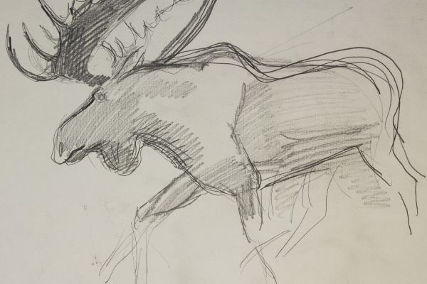 Александр Белашов. Лось, 1997. Бумага, карандаш. Из архива А.А. Белашова