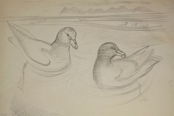 Александр Белашов. Глупыши, 1982. Бумага, карандаш. Фото из архива А.А. Белашова