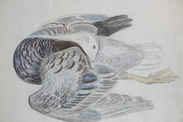 Александр Белашов. Казарка чешется, 1982. Бумага, карандаши. Фото из архива Александра Белашова