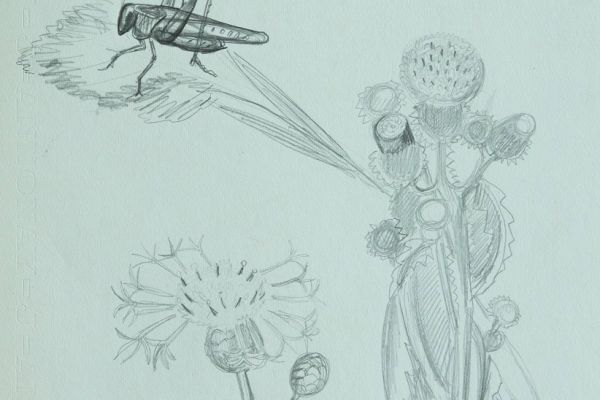 Александр Белашов. Рисунок из альбома летних прогулок, 2002. Бумага, карандаш. Фото из архива А.А. Белашова