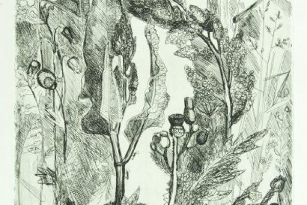 Александр Белашов. Гнездо овсянок. 1970. Бумага, офорт, 93,5х62 см. Государственный биологический музей имени К.А. Тимирязева, Москва