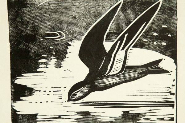 Александр Белашов. Ласточка пьет, 1972. Бумага, линогравюра. Фото из архива А.А. Белашова