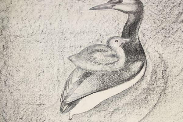 Александр Белашов. Чомга, 1978. Бумага, карандаш. Фото из архива А.А. Белашова