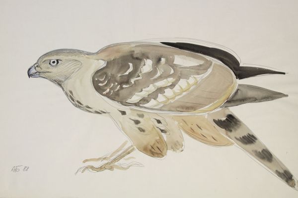 Александр Белашов. Ястреб-тетеревятник, 1988. Бумага, карандаш. Фото из архива А.А. Белашова