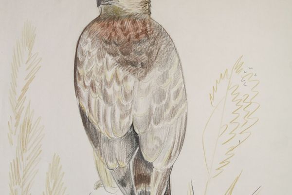 Александр Белашов. Ястреб-тетеревятник, 1988. Бумага, карандаш. Фото из архива А.А. Белашова