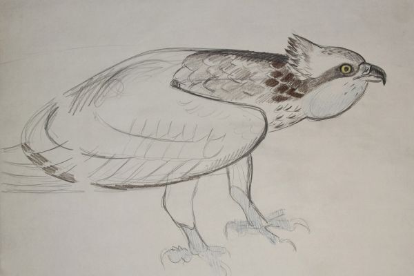 Александр Белашов. Скопа, 1992. Набросок. Фото из архива А.А. Белашова