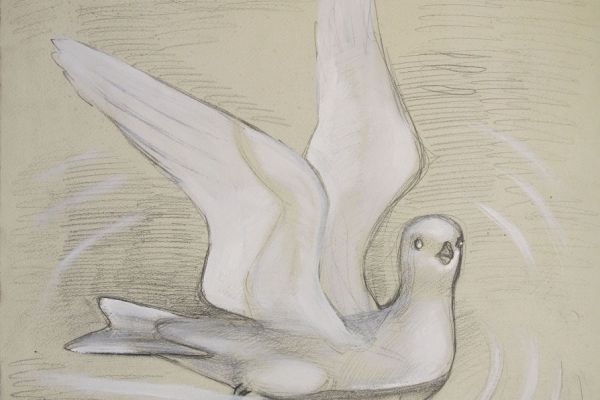 Александр Белашов. Чайка. Технический рисунок для скульптуры .Фото из архива А.А. Белашова