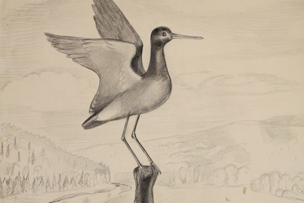 Александр Белашов. Кулик. Набросок. Фото из архива А.А. Белашова