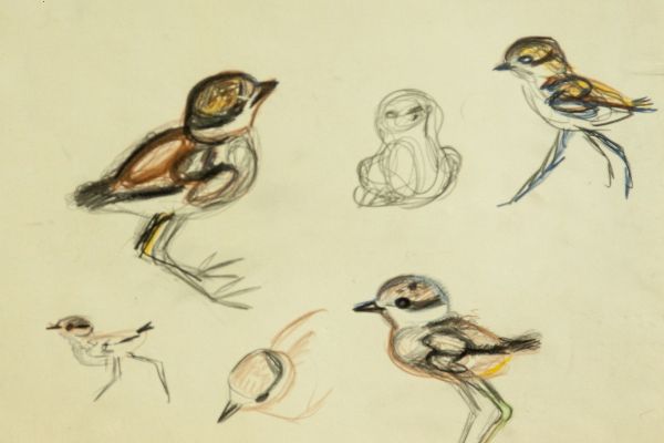 Александр Белашов. Кулики. Наброски. Фото из архива А.А. Белашова