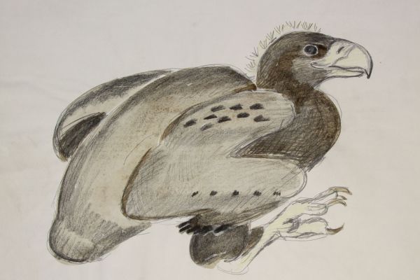 Александр Белашов. Птенец орлана. Набросок в зоопарке. Фото из архива А.А. Белашова